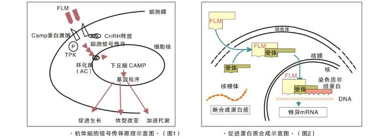 肥立美(肥猪散) 肥立美(肥猪散)