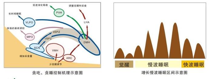 肥立美(肥猪散) 肥立美(肥猪散)